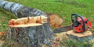 How Our Tree Care Process Works  in  Jan Phyl Village, FL